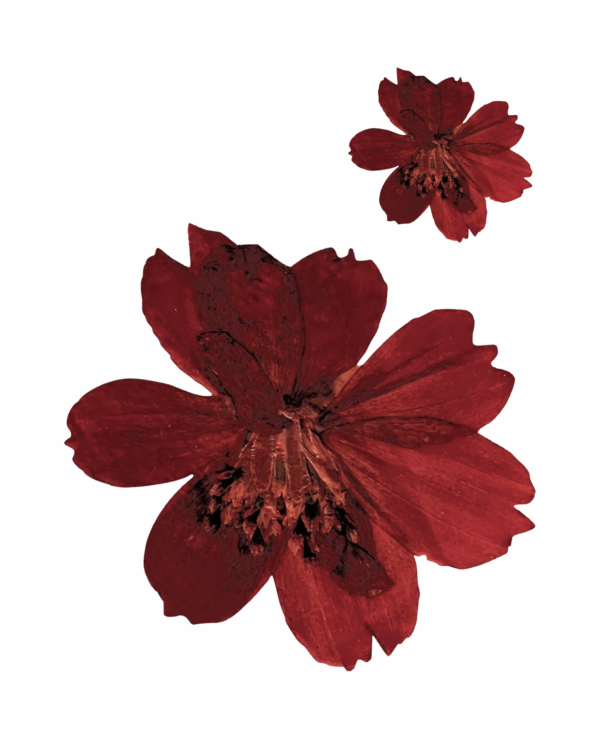 4 Large flower sticker sheets, Boho Floral Stickers.